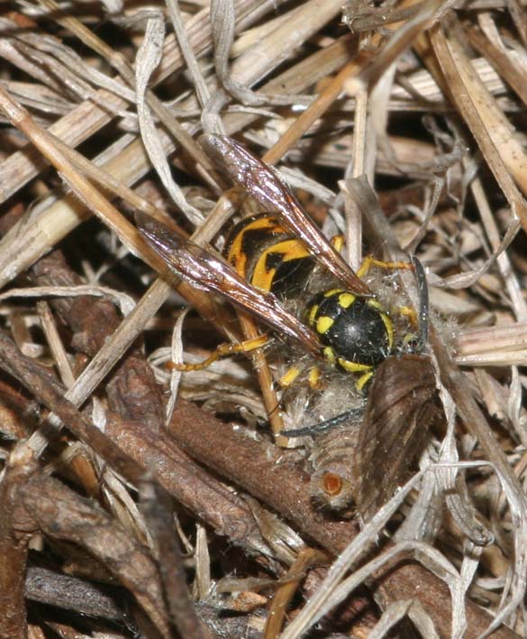 Espe terranzu: Vespula germanica (Hymenoptera, Vespidae)